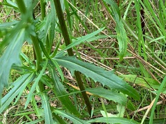 Senecio pinnatifolius