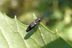 Agrilus derasofasciatus