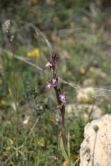 Anacamptis collina