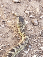 Crotalus scutulatus