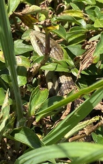 Tiliqua scincoides