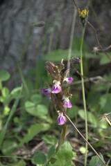 Anacamptis collina