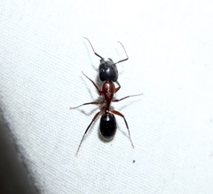 Camponotus texanus