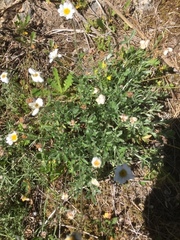 Leucanthemum sylvaticum