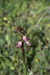 Anacamptis collina
