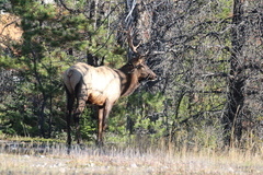 Cervus canadensis canadensis