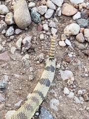 Crotalus scutulatus
