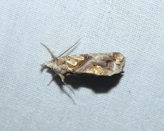 Plusiodonta compressipalpis