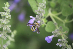 Paranthidium gabbii