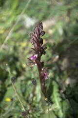 Anacamptis collina