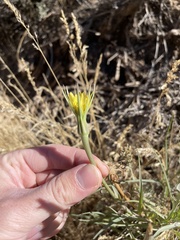 Tragopogon dubius