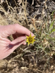 Tragopogon dubius