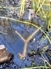 Drosera binata