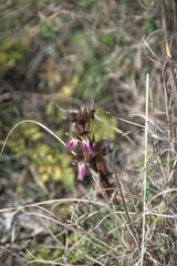 Anacamptis collina