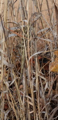Diporiphora