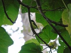 Todirostrum cinereum