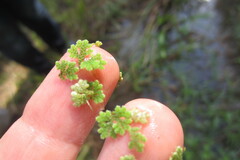 Azolla