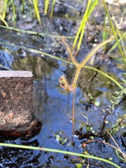 Drosera binata