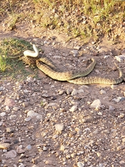 Crotalus scutulatus