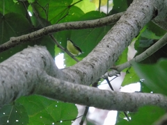 Todirostrum cinereum