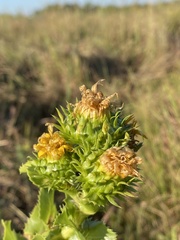Grindelia ciliata