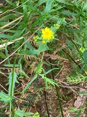 Senecio pinnatifolius