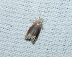 Eucosma raracana