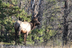Cervus canadensis canadensis