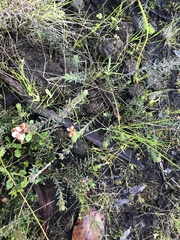 Dillwynia sericea