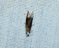 Eucosma raracana