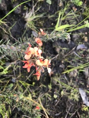 Dillwynia sericea