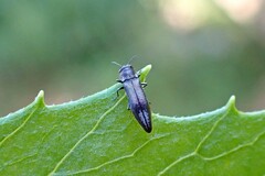 Agrilus derasofasciatus