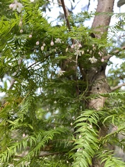 Asparagus scandens