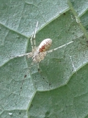 Pityohyphantes
