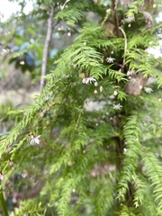 Asparagus scandens