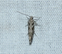 Aristotelia roseosuffusella