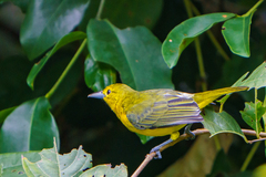 Aegithina lafresnayei