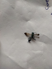 Chalybion bengalense