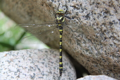 Cordulegaster princeps