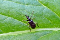 Eugnamptus angustatus