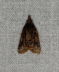 Platynota idaeusalis