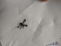 Chalybion bengalense