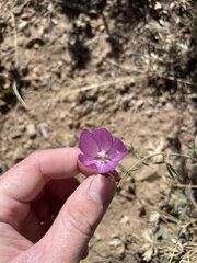 Sidalcea glaucescens