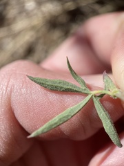 Sidalcea glaucescens