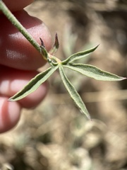 Sidalcea glaucescens
