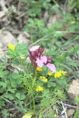 Anacamptis papilionacea