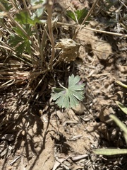 Sidalcea glaucescens