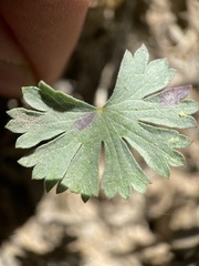 Sidalcea glaucescens