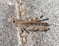 Shirakiacris shirakii