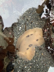Diaulula sandiegensis